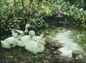Cinq canards sur la rivière, rive pierreuse