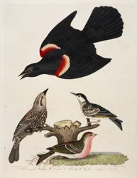 1. Étourneau à ailes rouges. 2. Femelle. 3. Fauvette à tête noire. 4. Sizerin flammé