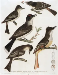 1. Moucherolle tyran. 2. Mouche huppée. 3. Petit oiseau à crête verte. 4. Moucherolle pe-we. 5. Wood Pe-We F. (extrait du livre American Orinthology)