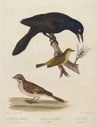 Femelle Merle Noir, Paruline à couronne orange, Bruant des prés