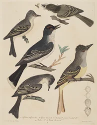 Cinq oiseaux avec leurs œufs et un insecte, publié en 1808-1814