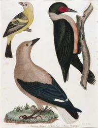Tangara de Louisiane, corneille de Clark, pic de Lewis
