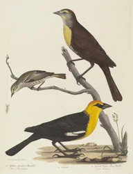 Carouge à tête jaune, Merle femelle et Paruline de Cape May femelle
