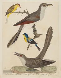 Coulicou de Caroline, Coulicou à bec noir, Paruline à dos bleu et Paruline à couronne jaune