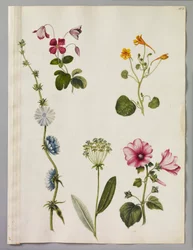 Alexander Marshal (RCIN 924372)