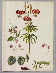 Alexander Marshal (RCIN 924409)