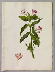 Alexander Marshal (RCIN 924414)