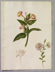 Alexander Marshal (RCIN 924415)