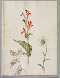 Alexander Marshal (RCIN 924416)