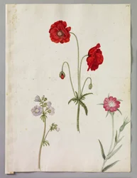 Coquelicot commun, échelle de Jacob et nielle des blés