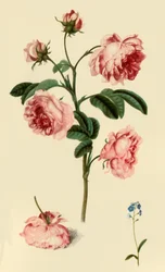 Rosa Provincialis et Myosotis