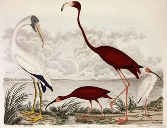 Ibis des bois, flamant rouge, ibis blanc, c.1828-1829