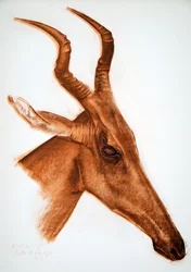 Antilope Jackson (Am Dafok)