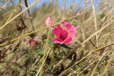 Fleur dans le vent