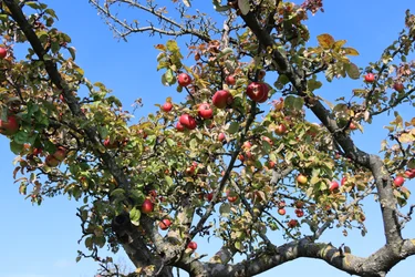 fruits rouges