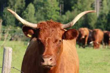 Modèle animal