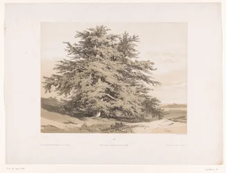 Paysage avec cèdres