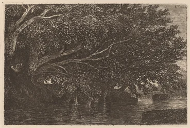 Arbres surplombant un étang