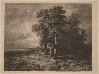 Arbres dans la tempête
