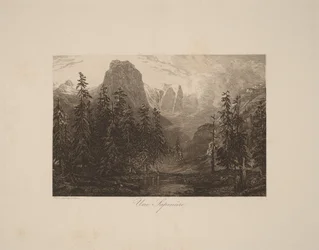 Une sapinière