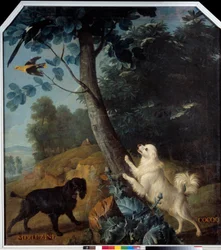 Merluzine et Cocoq, les chiens de Louis XIV (1638-1715)