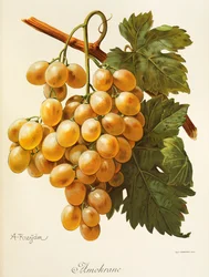 Raisin Amokrane