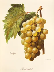Raisin Boisselot