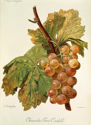 Chasselas Gros Coulard
