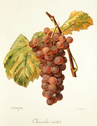 Chasselas Violet