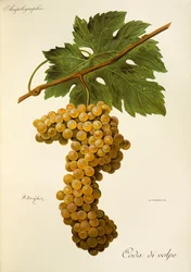 Raisin Coda di Volpe par A. Kreyder