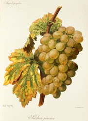 Raisin Frankenthal