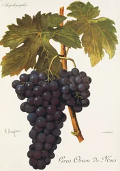 Raisin Gros Oriou de Mus