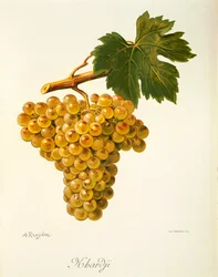 Raisin Khardji par A. Kreyder