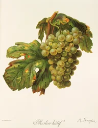 Raisin Meslier Hâtif par A. Kreyder