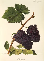 Raisin Meunier