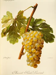 Muscat Saint-Laurent