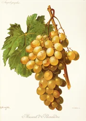 Raisin Muscat d