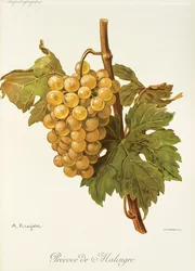 Raisin Précoce de Malingre par A. Kreyder