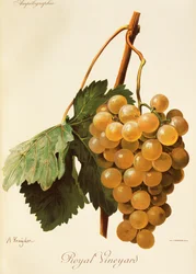 Royal Vineyard