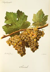 Raisin Sercial