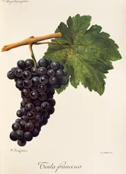Raisin Tinta Francisca
