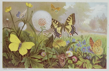 Papillons, illustration d