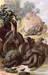 Tortues Géantes des Îles Galápagos, d