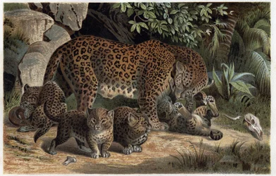 Panthère et ses petits - Panthera, de « La vie des animaux de Brehm » (gravure)