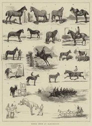 Exposition de chevaux à Manchester