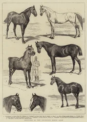 Croquis au Salon du Cheval d