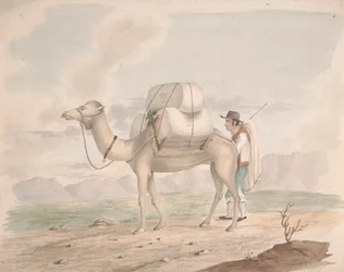 Chameau chargé
