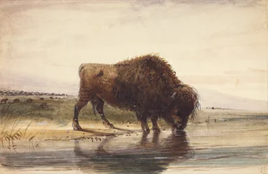 Bison mâle, vers 1837