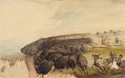 Conduite de troupeaux de bisons sur une falaise, c.1837