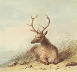 Élan, Montagnes Rocheuses, vers 1837